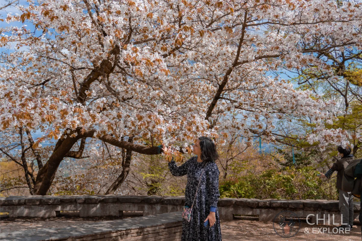 Cherry blossom tree at the Mt Takao Summit