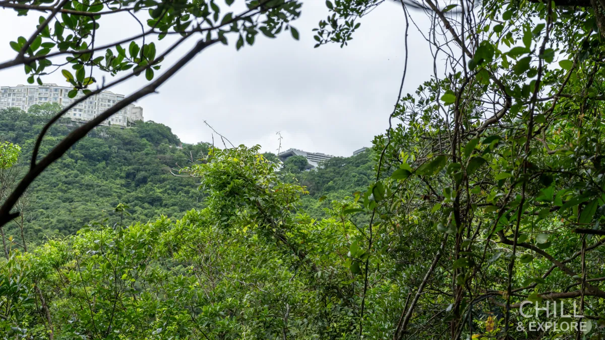 The Peak tower in the distance
