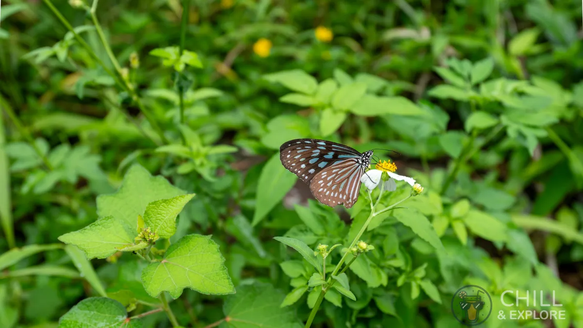 Butterfly near the peak