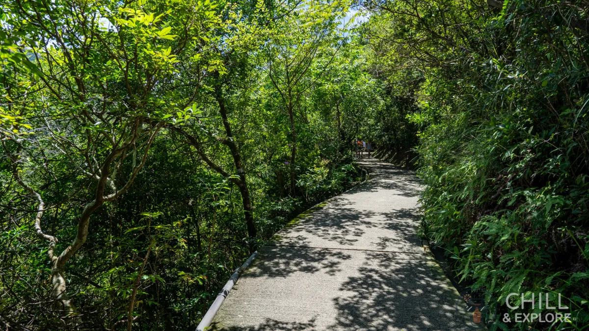morning trail shaded