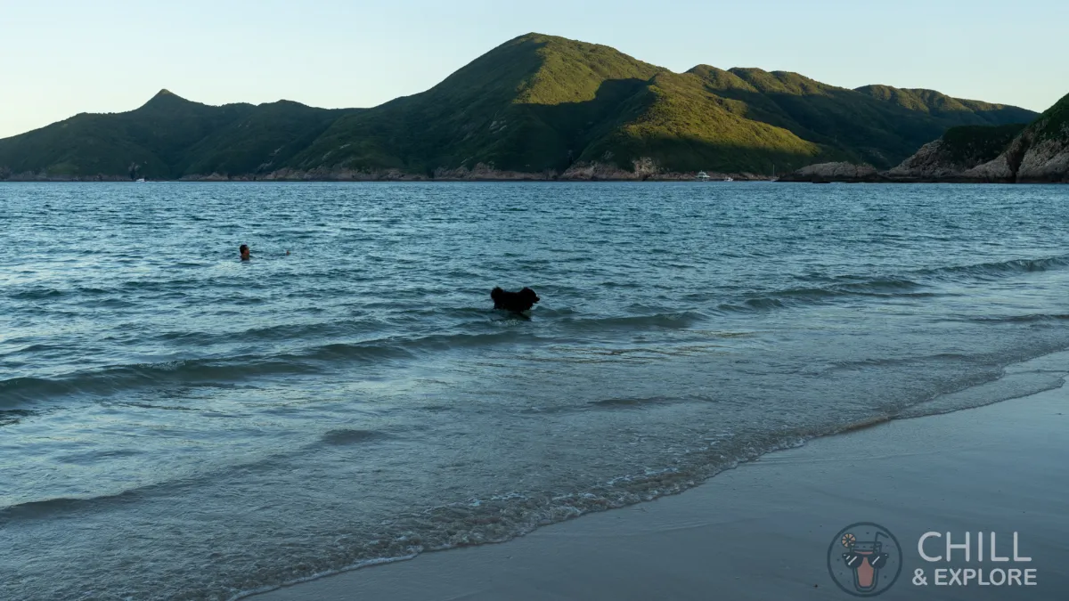 Dog swimming in Ham Tin Beach