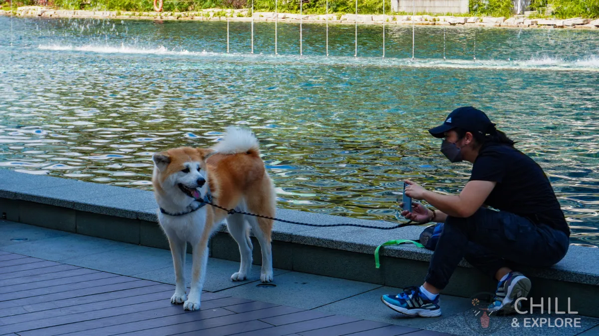 Akita Inu - the larger version of the Shiba Inu at the Science Park