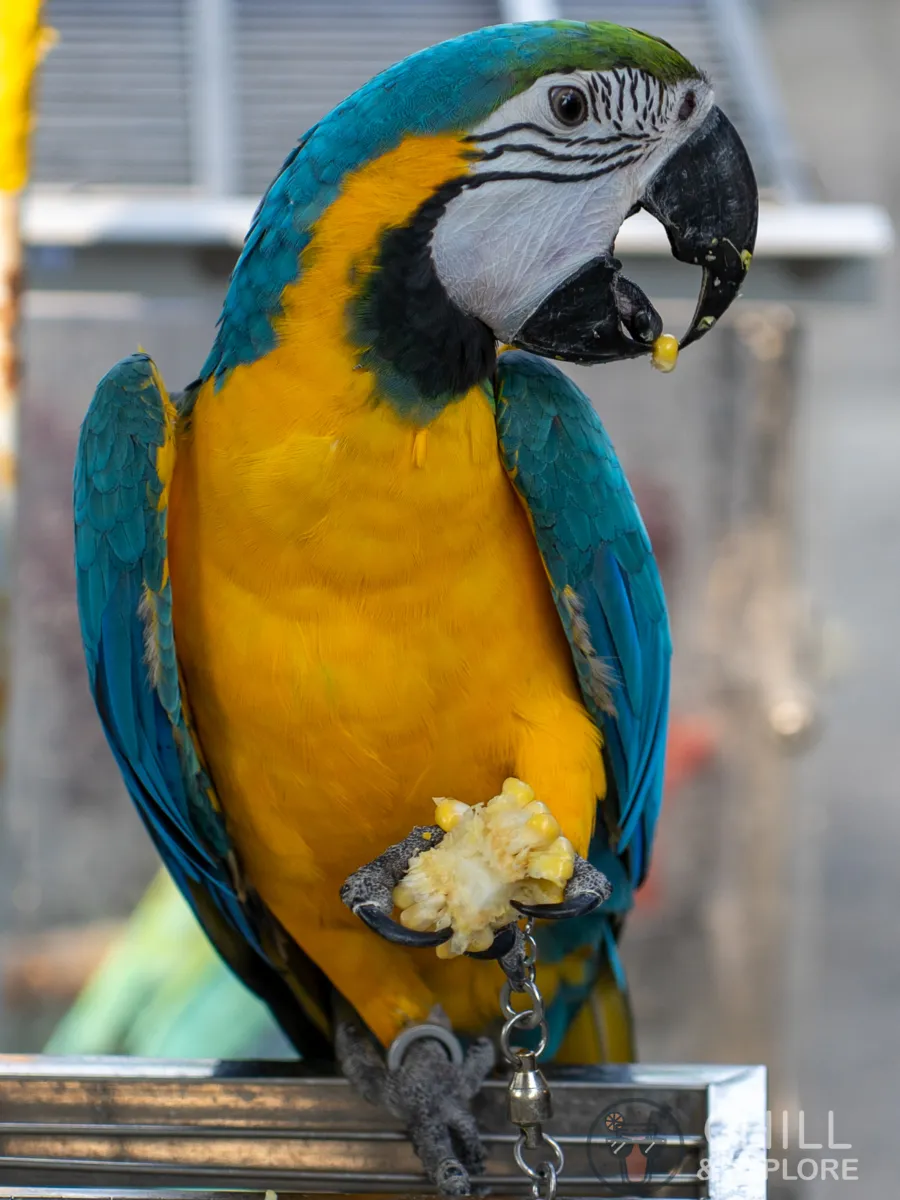 Yellow parrot eating corn