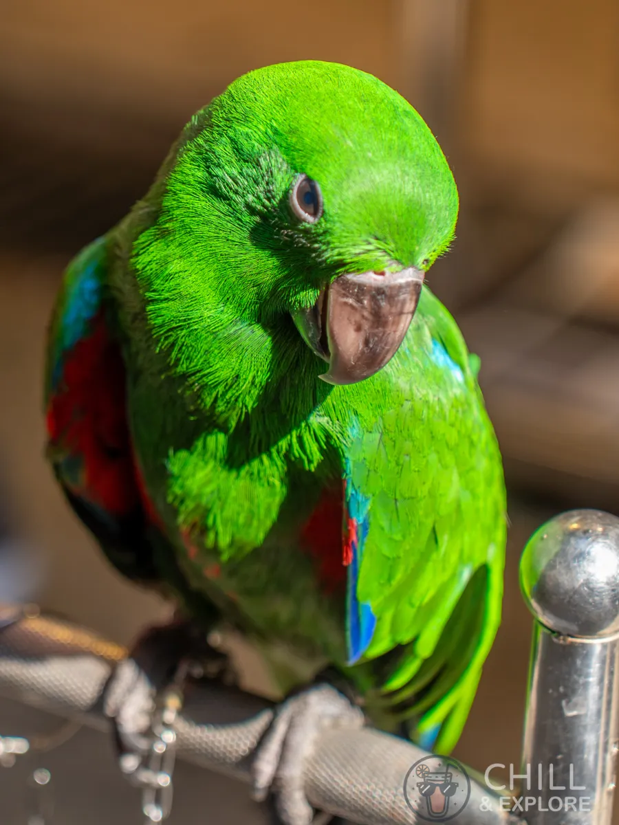 green parrot at Yuen Po Street Bird Garden