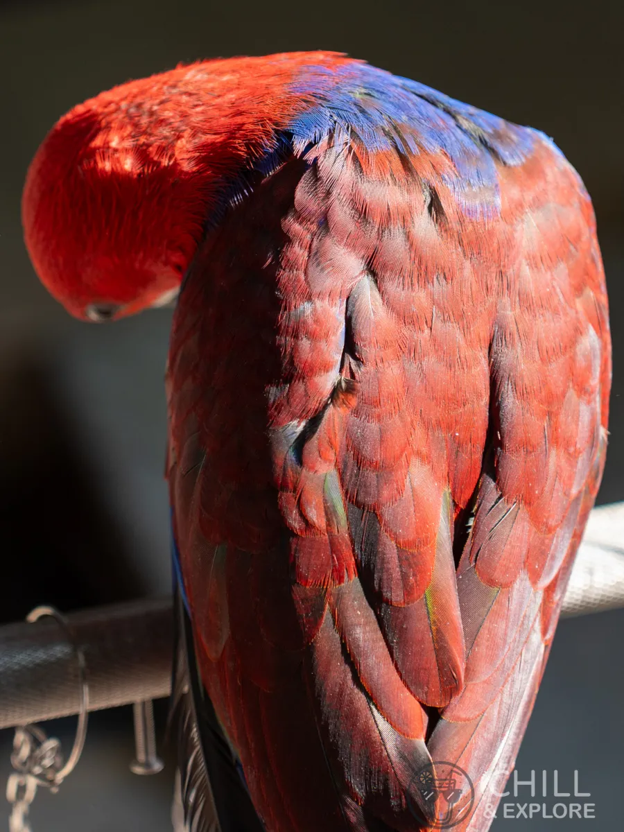 red parrot at Yuen Po Street Bird Garden