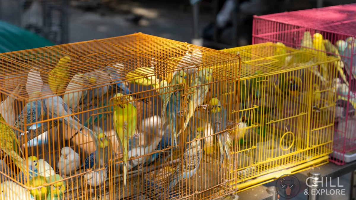 birds in cage at Yuen Po Street Bird Garden