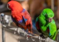 Red and Green Parrots at Yuen Po Street Bird Garden