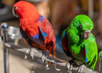 Red and Green Parrots at Yuen Po Street Bird Garden