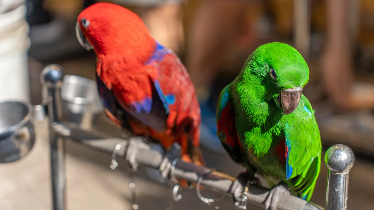 Red and Green Parrots at Yuen Po Street Bird Garden