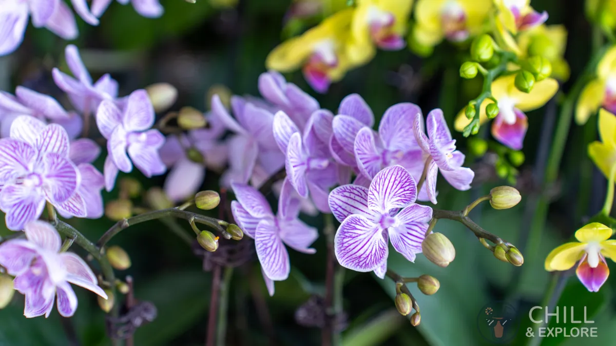 Lilac Orchids