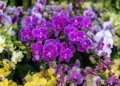 Purple Orchids at the Mong Kok Flower Market