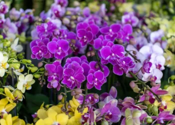 Purple Orchids at the Mong Kok Flower Market