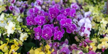 Purple Orchids at the Mong Kok Flower Market