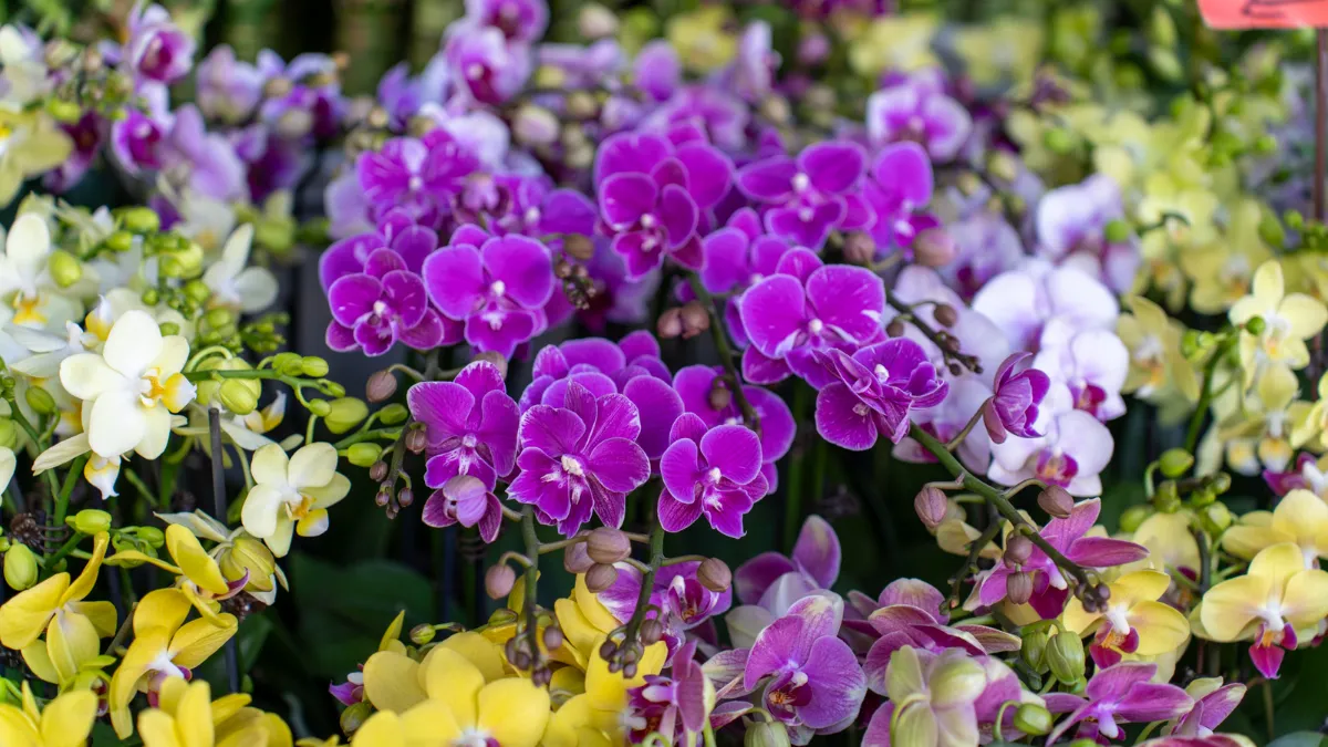 Purple Orchids at the Mong Kok Flower Market