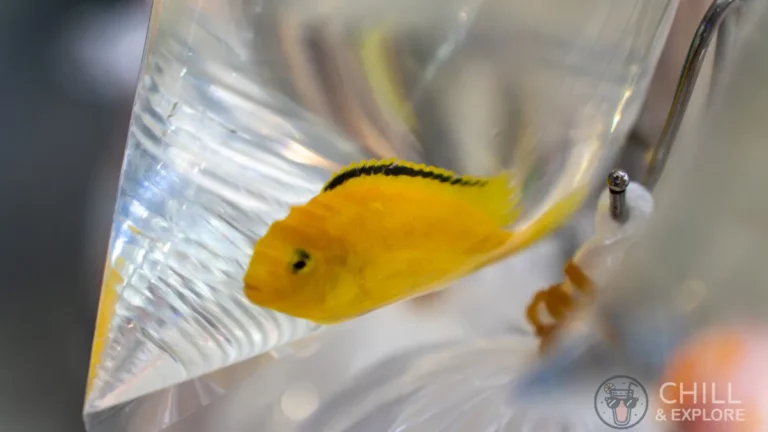 yellow fish