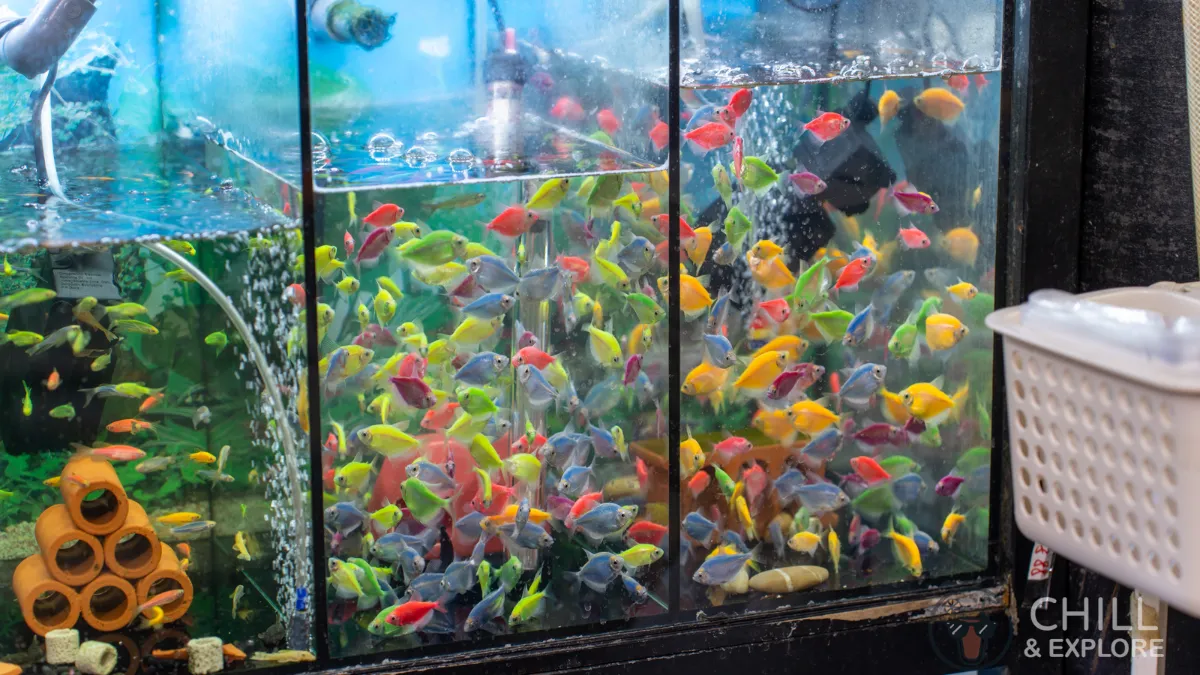 colourful fish in tank