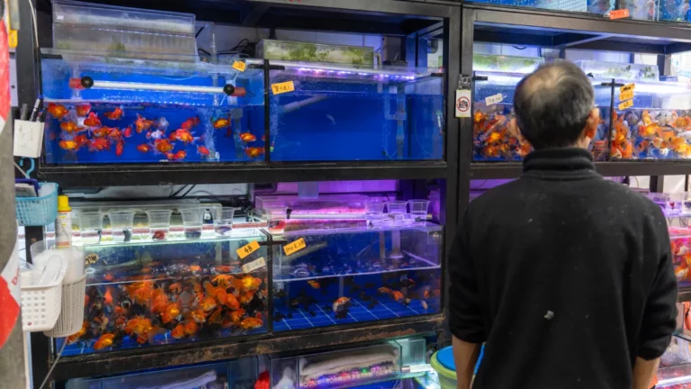 Mong Kok Goldfish Market Featured Image - Man looking at fish