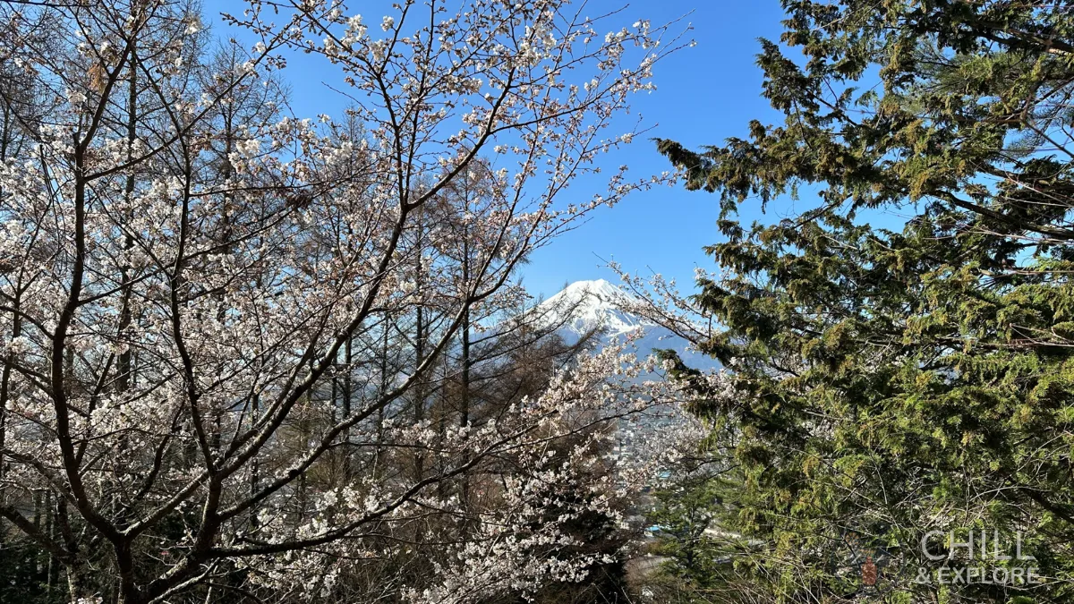 Mt Fuji and Cherry Blossoms