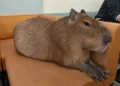 capybara cafe
