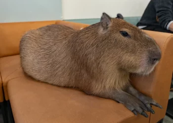 capybara cafe