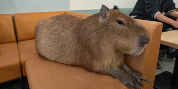 capybara cafe